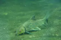 Streifenbarbe (Probarbus julieni), eine Karpfenart, die bis zu 75 kg schwer werden kann. 12.12.2009 Aquarium Zoo Berlin.