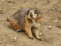 Mitte August 2024 habe ich in Kevelaer dieses neugierige Murmeltier abgelichtet.