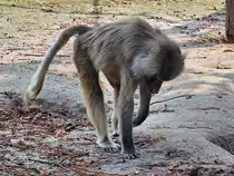 Dieser kleine Affe war Mitte August 2024 im Irrland Kevelaer zu sehen.