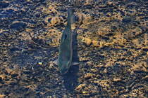 Forellenart gesehen in der Blau in Ulm am 20. Juli 2018. Dieses sind die am hufigsten gefangenen Fische hier.

</p><p>Forellen bezeichnet verschiedene Fische der Gattungen Salmo, Salvelinus und Oncorhynchus aus der Familie der Lachsfische (Salmonidae) innerhalb der Ordnung der Lachsartigen. Darunter fallen insbesondere: die atlantische Forelle (Salmo trutta) mit ihren Unterarten Bachforelle, Meerforelle und Seeforelle.</>