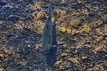 Forellenart gesehen in der Blau in Ulm am 20. Juli 2018. Dieses sind die am h�ufigsten gefangenen Fische hier.

</p><p>Forellen bezeichnet verschiedene Fische der Gattungen Salmo, Salvelinus und Oncorhynchus aus der Familie der Lachsfische (Salmonidae) innerhalb der Ordnung der Lachsartigen. Darunter fallen insbesondere: die atlantische Forelle (Salmo trutta) mit ihren Unterarten Bachforelle, Meerforelle und Seeforelle.</>