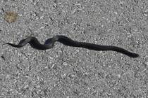 Schwarze Kreuzotter auch Hllenotter genannt, wrmt sich in der Sonne auf dem Wanderweg, nahe der Bergstation Sommerberg, der Hintertuxer Seilbahnen. 08.2024