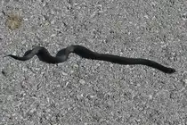 Schwarze Kreuzotter auch H�llenotter genannt, w�rmt sich in der Sonne auf dem Wanderweg, nahe der Bergstation Sommerberg, der Hintertuxer Seilbahnen. 08.2024