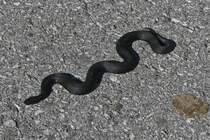 Schwarze Kreuzotter auch Hllenotter genannt, wrmt sich in der Sonne auf dem Wanderweg, nahe der Bergstation Sommerberg am Tuxerjoch . 08.2024