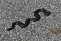 Schwarze Kreuzotter auch H�llenotter genannt, w�rmt sich in der Sonne auf dem Wanderweg, nahe der Bergstation Sommerberg am Tuxerjoch . 08.2024