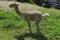 Dieses Alpaka muss mal eben kurz als ich die Kamera ziehe, gesehen bei der Bergstation der Ahornbahn in Mayerhofen. 08.2024