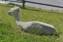 Muss du mich jetzt erschrecken, scheint dieses Alpaka mir vorzuwerfen, gesehen bei der Bergstation der Ahornbahn in Mayerhofen. 08.2024