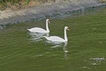 Zwei Schwne haben unser Ausflugschiff auf dem Biergden Neerharen Kanal gut im Auge. 09.2024