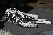 Dalmatiner liegt im Eingangsbereich eines Geschftes und lsst sich von den Passanten nicht stren. 12.09.2024