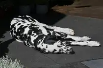 Dalmatiner liegt im Eingangsbereich eines Gesch�ftes und l�sst sich von den Passanten nicht st�ren. 12.09.2024