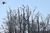 Komorane auf der Insel Kleiner Werl im Scharmtzelsee am 22. September 2024.