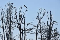 Komorane auf der Insel Kleiner Werl am 22. September 2024. 