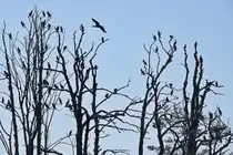 Komorane auf der Insel Kleiner Werl am 22. September 2024. 