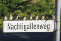 Spatzen warten auf ein Straennamenschild auf Futter . am 06.10.2024 in Bovenau / Schleswig-Holstein (D)