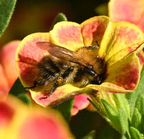 Ackerhummel im Blumenkasten - 28.08.2024