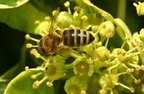 Biene am Nektar sammeln im Garten - 27.09.2024