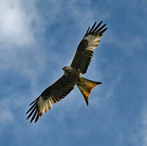 Rotmilan auf Beutesuche ber`m Grundstck - 15.06.2024