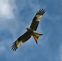 Rotmilan auf Beutesuche �ber`m Grundst�ck - 15.06.2024