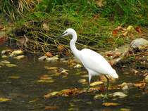 Silberreiher (Ardea alba, Casmerodius albus, Egretta alba) 
sucht in der Antiesen nach etwas Nahrung; 241013