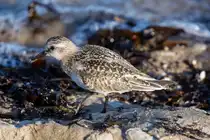 Zwergstrandl�ufer bei der hektischen Nahrungssuche am Mukraner Strand. - 15.10.2024 
