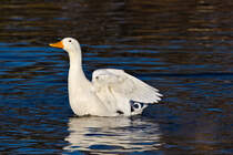 Eine verwilderte Hausente am 21.01.2024 im Inselsee im Untern Schlossgarten in Stuttgart. 