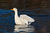 Eine verwilderte Hausente am 21.01.2024 im Inselsee im Untern Schlossgarten in Stuttgart. 