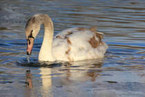 Schwan kurz nach dem Eintauchen des Kopfes am 21.01.2024 im Inselsee im Unteren Schlossgarten in Stuttgart. 