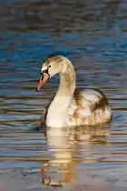 Ein Schwan im jungen Erwachsenenalter dreht am 21.01.2024 im Inselsee in Stuttgart seine Runden. 