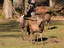 Der Platz- und ein Junghirsch genieen am 27.01.2024 die Wintersonne. 
