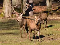 Der Platz- und ein Junghirsch genie�en am 27.01.2024 die Wintersonne. 