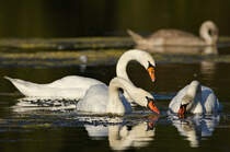 Schwne beim gemeinsamen Abendessen am 23.08.2024 im Max-Eyth-See. 