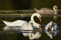 Schw�ne beim gemeinsamen Abendessen am 23.08.2024 im Max-Eyth-See. 