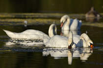 Schwanenquartett am 23.08.2024 im Max-Eyth-See in Stuttgart. 