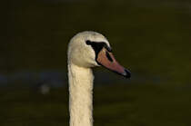 Wasserperlen im Gesicht eines Schwanes am 23.08.2024 im Max-Eyth-See in Stuttgart. 