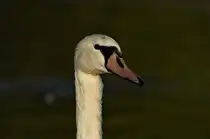 Wasserperlen im Gesicht eines Schwanes am 23.08.2024 im Max-Eyth-See in Stuttgart. 