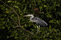 Fischreiher auf Beobachtungsposten in einem Baum am 25.08.2024 beim Steppach-Stausee sdlich des Flughafen Stuttgart. 
