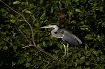 Fischreiher auf Beobachtungsposten in einem Baum am 25.08.2024 beim Steppach-Stausee s�dlich des Flughafen Stuttgart. 
