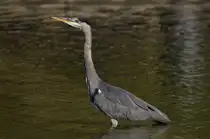  Was ist denn da oben?  scheint der Fischreiher am 01.09.2024 im Inselsee im Unteren Schlossgarten in Stuttgart zu denken. 