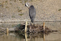 Fischreiher bei der Gefiederpflege am 01.09.2024 im Inselsee im Unteren Schlossgarten in Stuttgart. 
