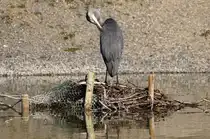 Fischreiher bei der Gefiederpflege am 01.09.2024 im Inselsee im Unteren Schlossgarten in Stuttgart. 