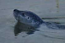Seehund Luna am 12.09.2024 im Aquarium Geomar im Kieler Hafen. 