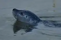 Seehund Luna am 12.09.2024 im Aquarium Geomar im Kieler Hafen. 