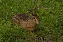 Feldhase im Unteren Schlossgarten am 06.10.2024. 