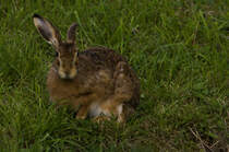 Meister Lampe in Lauschstellung am 06.10.2024 im Unteren Schlossgarten Stuttgart. 