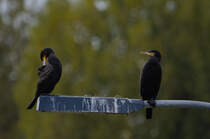 Putzt du dich immer noch? 06.10.2024 in Stuttgart-Untertrkheim. 