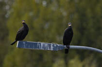 Wir sehen dich genau. Zwei Kormoran auf einem Scheinwerfer an der Necakrschleusse in Stuttgart-Untertrkheim am 06.10.2024.