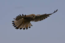 Weiblicher Turmfalke im Rttelflug am Flughafen Stuttgart am 29.09.2024. 