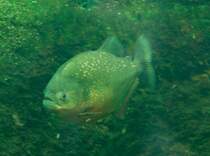 Natterers Sgesalmler oder Roter Piranha (Pygocentrus nattereri) am 12.12.2009 im Aquarium des Berliner Zoos.