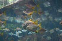 Ein  Schwarm Silberflossenbltter (Monodactylus argenteus) am 12.12.2009 im Aquarium des Berliner Zoos.