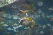 Ein  Schwarm Silberflossenbl�tter (Monodactylus argenteus) am 12.12.2009 im Aquarium des Berliner Zoos.